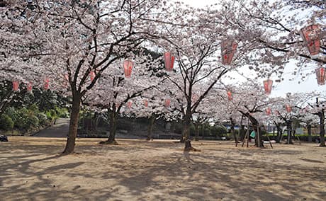 亀山公園の桜