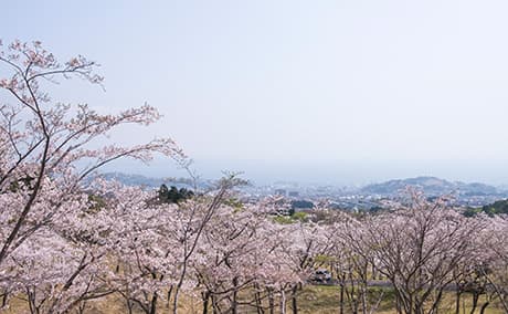 扇山さくらの園の桜