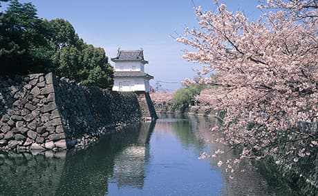 大分城址公園の桜
