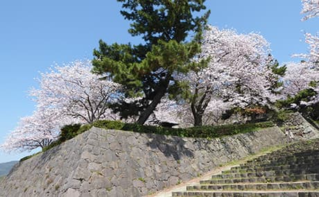 城下公園の桜