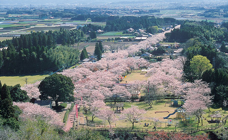 母智丘公園の桜