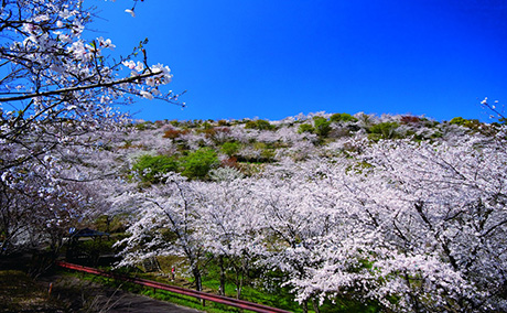花立公園の桜