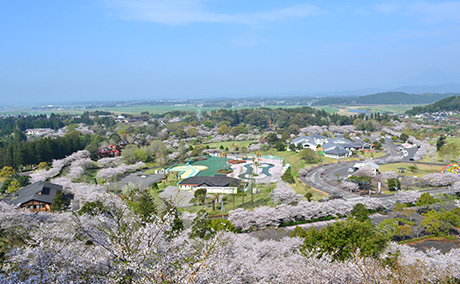 観音池公園の桜