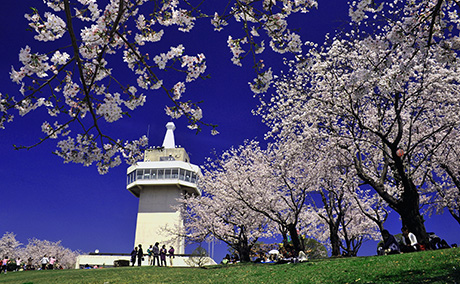 城山公園（霧島市国分）の桜