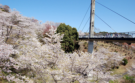 丸岡公園の桜