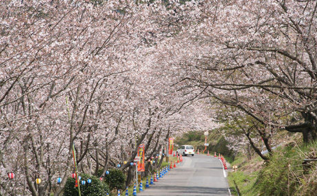 観音ヶ池 市民の森の桜の桜