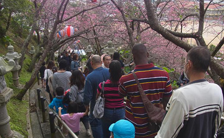名護城公園の桜