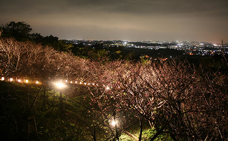 八重瀬公園の桜