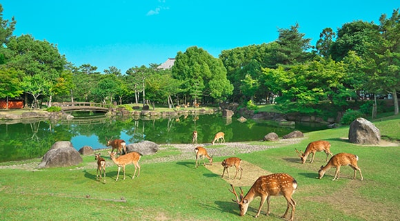 奈良公園・奈良市内