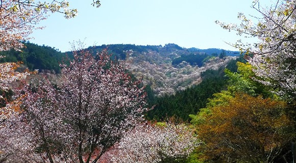 吉野山