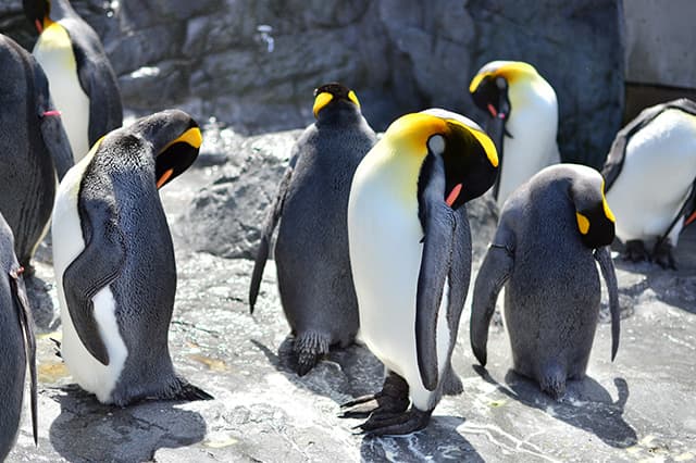 旭川市旭山動物園