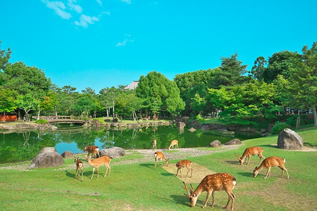 奈良公園